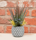 Succulents in Small Lattice Design Grey Pot-Small Succulents & Faux Bonsai