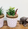 Succulents In White Terracotta Pot-Small Succulents & Faux Bonsai