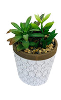 Succulents In White Terracotta Pot - £20.99 - Small Succulents & Faux Bonsai 