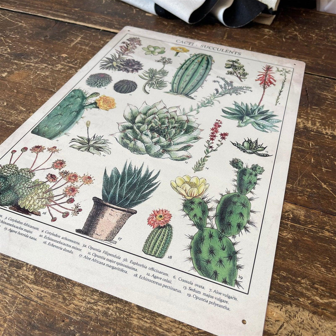 Vintage Metal Sign - Retro Cacti & Succulents Identification Picture - £27.99 - Signs & Rules 