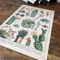 Vintage Metal Sign - Retro Cacti & Succulents Identification Picture-Signs & Rules