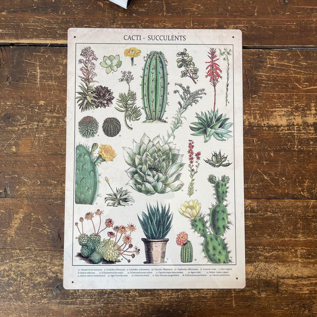 Vintage Metal Sign - Retro Cacti & Succulents Identification Picture - £27.99 - Signs & Rules 
