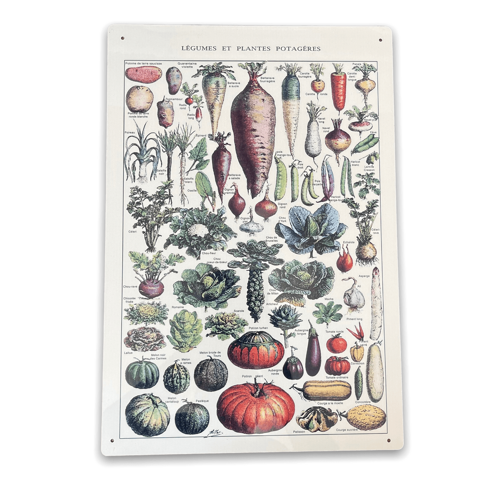 Vintage Metal Sign - Vintage Botanical Kitchen Vegetables Sign-Signs & Rules