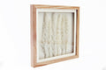 White Pampas In Square Frame 31cm-Pictures