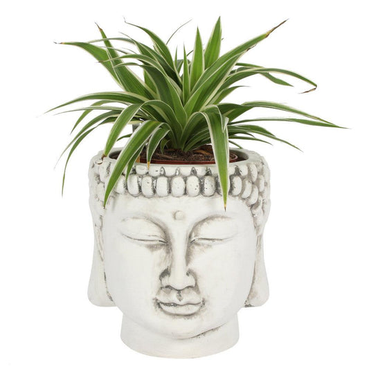 White Terracotta Buddha Head Planter - £19.99 - Plant Pots 